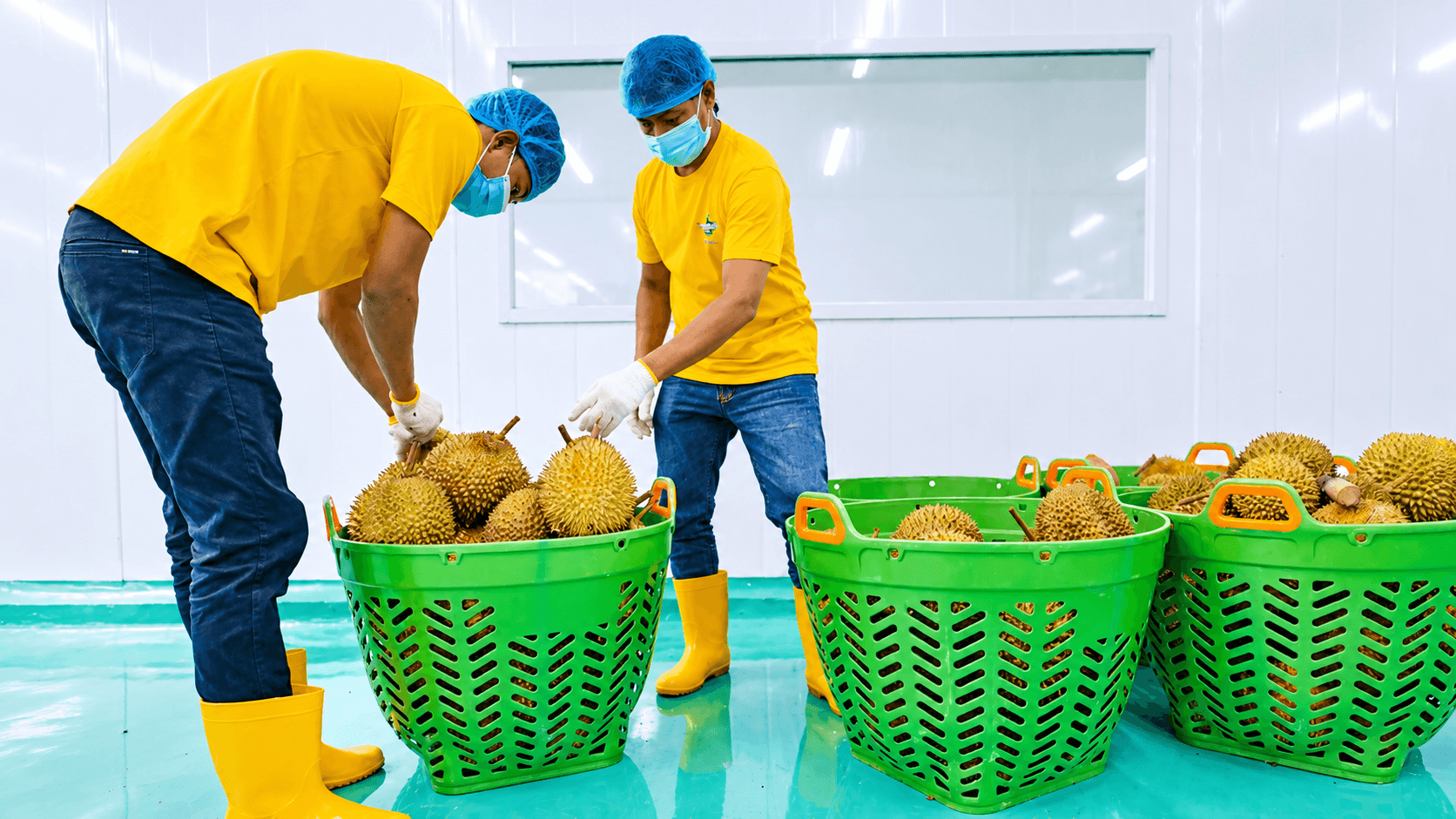 Two workers wearing masks and boots inspect whole durians in green baskets inside a sorting room.